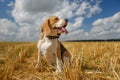 Beagle dog on stubble wheat field