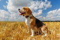 Beagle dog on stubble wheat field