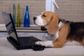 Beagle dog on the table with laptop