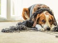 A Beagle dog is tangled up in a big ball of yarn