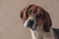 Beagle dog tilting his head and making puppy eyes Royalty Free Stock Photo