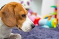 Beagle dog tired on a carpet in child room, toys in background Royalty Free Stock Photo