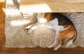 Beagle dog tired lying down under a table on the carpet floor. Adorable canine background, top view