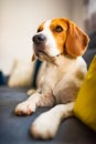 Beagle dog tired lzing down on a cozy couch. Adorable canine background