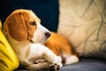 Beagle dog tired lzing down on a cozy couch. Adorable canine background