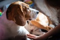 Beagle dog tired sleeps on a carpet floor, child grabbing dogs paw Royalty Free Stock Photo