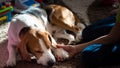 Beagle dog tired sleeps on a carpet floor, child grabbing dogs paw Royalty Free Stock Photo
