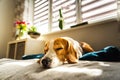 Beagle dog tired sleeps on a couch in bright room. Sun lights through window