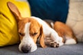 Beagle dog tired sleeps on a cozy couch. Adorable canine background