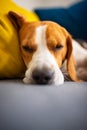 Beagle dog tired sleeps on a cozy couch. Adorable canine background