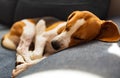 Beagle dog tired sleeps on a cozy couch in funny position. Adorable canine background