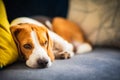 Beagle dog tired sleeps on a cozy couch in funny position. Adorable canine background