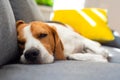 Beagle dog tired sleeps on a cozy couch in funny position. Adorable canine background