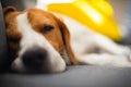 Beagle dog tired sleeps on a cozy couch in funny position. Adorable canine background