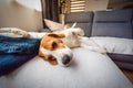 Beagle dog tired sleeps on a cozy couch