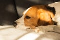 Beagle dog tired sleeps on a cozy sofa.