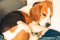 Beagle dog tired sleeps on a cozy sofa.