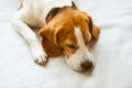 Beagle dog tired sleeps on a cozy sofa.