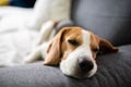 Beagle dog tired sleeps on a cozy sofa, couch, blanket Royalty Free Stock Photo