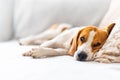 Beagle dog tired sleeps on a cozy sofa, couch, blanket