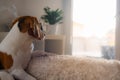 Beagle dog tired sleeps on a cozy sofa, couch, sun falls through window Royalty Free Stock Photo