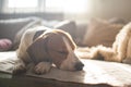 Beagle dog tired sleeps on a cozy sofa, couch, sun falls through window