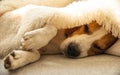 Beagle dog tired sleeps on a cozy sofa, couch, under fluffy blanket Royalty Free Stock Photo