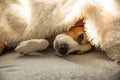 Beagle dog tired sleeps on a cozy sofa, couch, under fluffy blanket Royalty Free Stock Photo