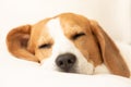 Beagle dog tired sleeps on a cozy sofa in fanny position