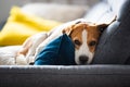 Beagle dog tired sleeps on a cozy sofa in fanny position