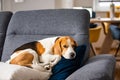 Beagle dog tired sleeps on a cozy sofa in fanny position