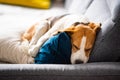 Beagle dog tired sleeps on a cozy sofa in fanny position