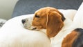 Beagle dog tired sleeps on a cozy sofa in fanny position