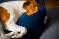 Beagle dog tired sleeps on a cozy sofa in fanny position