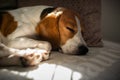 Beagle dog tired sleeps on a cozy sofa, Sun rays fall through window Royalty Free Stock Photo