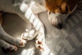 Beagle dog tired sleeps on a cozy sofa, Sun rays fall through window Royalty Free Stock Photo