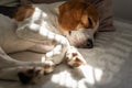 Beagle dog tired sleeps on a cozy sofa, Sun rays fall through window Royalty Free Stock Photo