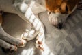 Beagle dog tired sleeps on a cozy sofa, Sun rays fall through window Royalty Free Stock Photo