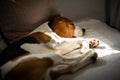 Beagle dog tired sleeps on a cozy sofa, Sun rays fall through window Royalty Free Stock Photo