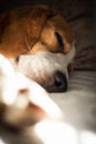 Beagle dog tired sleeps on a cozy sofa, Sun rays fall through window Royalty Free Stock Photo