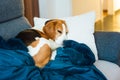 Beagle dog tired sleeps on a cozy sofa.