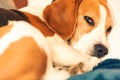 Beagle dog tired sleeps on a cozy sofa.