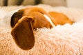 Beagle dog tired sleeps on a fluffy dog bed