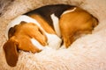 Beagle dog tired sleeps on a fluffy dog bed curled. Pet in home concept
