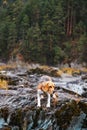 The beagle dog travels and walks in the mountains with beautiful views of nature and rocks in Altai