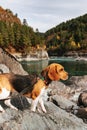 The beagle dog travels and walks in the mountains with beautiful views of nature and rocks in Altai