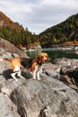 The beagle dog travels and walks in the mountains with beautiful views of nature and rocks in Altai