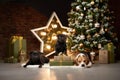 a beagle dog and two pugs by the new year tree. Pets in Christmas decorations. Royalty Free Stock Photo