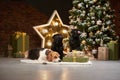 a beagle dog and two pugs by the new year tree. Pets in Christmas decorations. Royalty Free Stock Photo