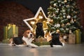 a beagle dog and two pugs by the new year tree. Pets in Christmas decorations. Royalty Free Stock Photo